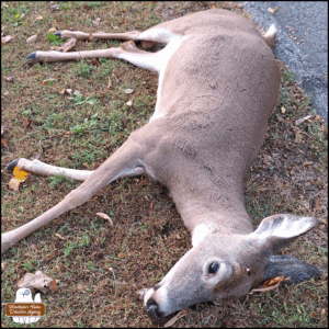 close up of the dead deer lying across the street on the neighbors' grass; she's clean except for the very small bullet wound in the top of her head which barely had any blood at all.