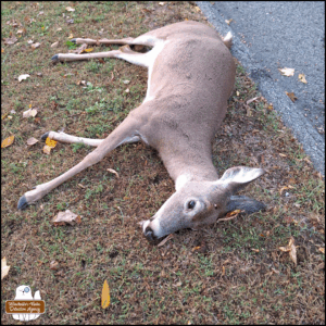 close up of the dead deer lying across the street on the neighbors' grass; she's clean except for the very small bullet wound in the top of her head which barely had any blood at all.