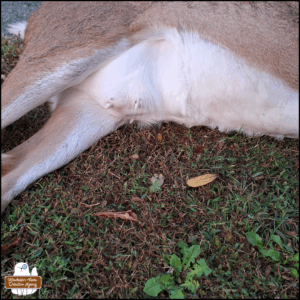 close up on the dead deer of her belly's teets protruding from recent nursing.