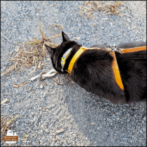 black cat Gus sniffing the dead snake.