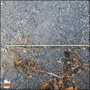 dead snake untwisted and placed long next to measuring tape on the gravel.