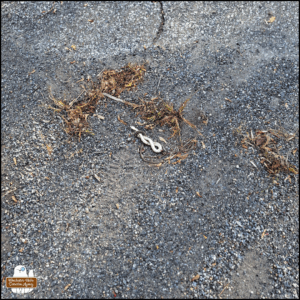 dead snake belly up and twisted into a figure 8 on gravel.