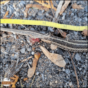 close up of the dead snake's largest wound with some inside stuff on the outside.