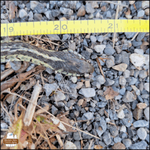 close up showing the head of the dead snake next to the measuring tape at 20.5 inches