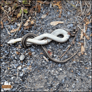 dead snake belly up and twisted into a figure 8 on gravel.