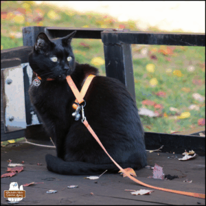 black cat Gus wearing his harness sitting in the back of a small hitch trailer