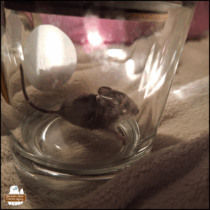 small grey mouse trapped in the glass jar with lid that serves as the witness transportation unit