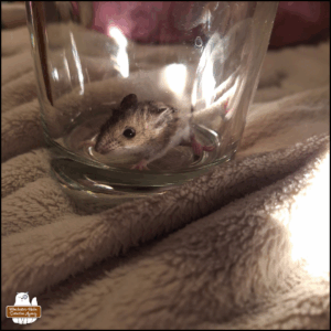 small grey mouse trapped in the glass jar with lid that serves as the witness transportation unit; pretty sure it has a broken back leg from Gus