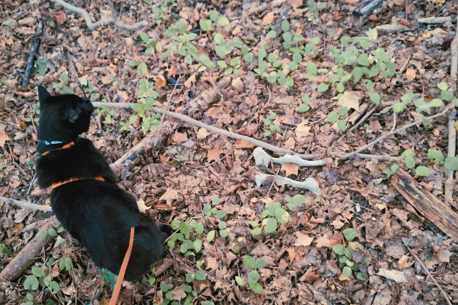 black cat Gus standing in the woods next to a deer pelvis partially covered with leaves