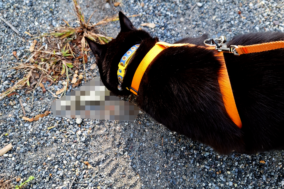 black cat Gus sniffing the (pixelated) dead snake.