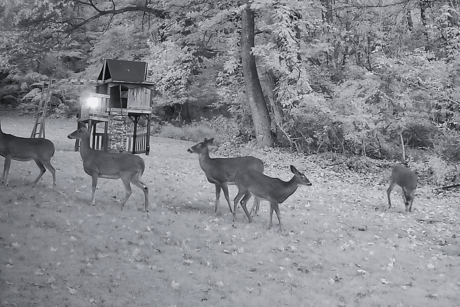 black and white trailcam image of five deer at 6:51 AM on October 15, 2025.
