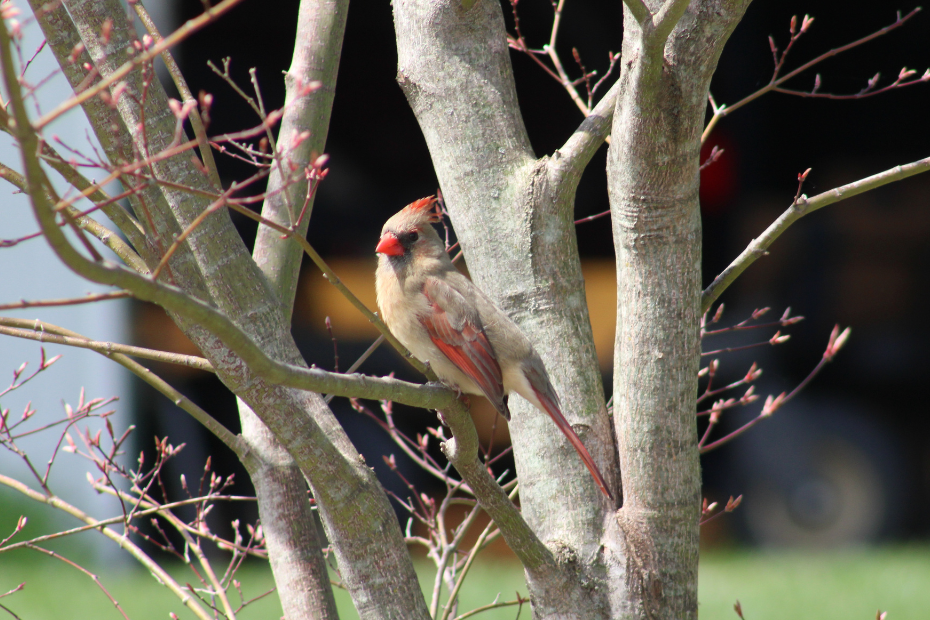 female cardinal perched on a branch