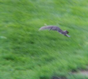 Minnie Squirrel running so fast she's in the air mid-leap over the grass.