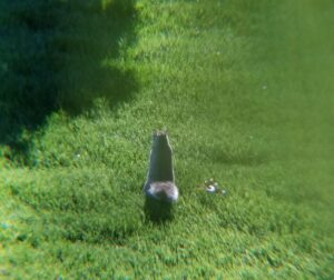 Minnie Squirrel from the back as she stands on back legs.