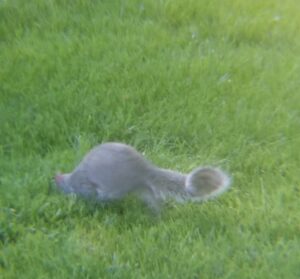 Minnie Squirrel hiding a peanut in the ground.