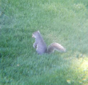 Minnie Squirrel with peanut in her mouth as she stands on back legs.