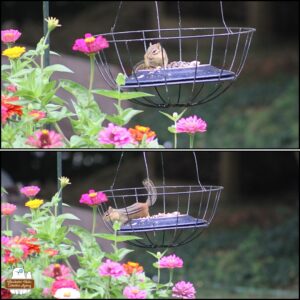 collage of 2 photos taken in summer of a chipmunk in the makeshift bird feeder created from a wire flower basket with upside-down plates inside. Colorful zinnias reach as high as the basket.