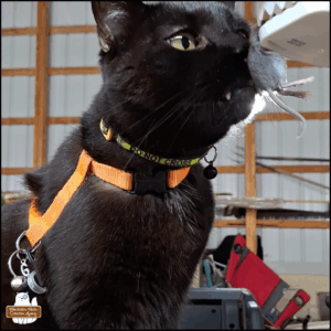 black cat Gus sitting up with his snout out to sniff a dead mouse in a plastic kill trap held up for him