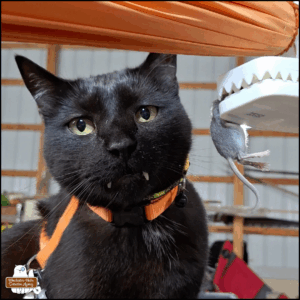 black cat Gus sitting up with his fangs over his bottom lip as he stares unfazed at the camera while a dead mouse in a plastic kill trap is held up for him.