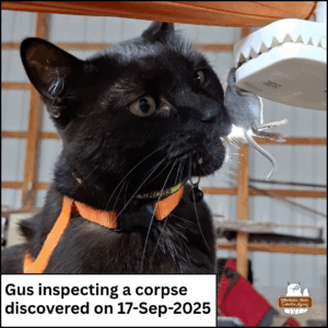 black cat Gus sitting up with his snout out to sniff a dead mouse in a plastic kill trap held up for him; caption: Gus inspecting a corpse discovered on 17-Sep-2025