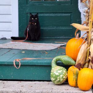 black cat Gus sitting on a porch in front of a door with pumpkins and gourds in the foreground