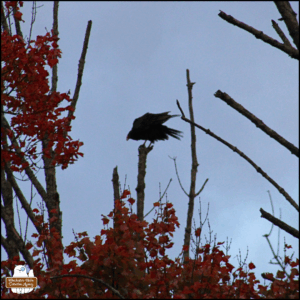 a turkey vulture landing on top of a bare tree branch behind red fall foliage