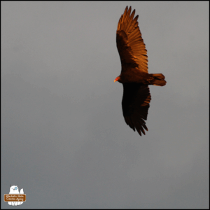 turkey vulture overhead in flight