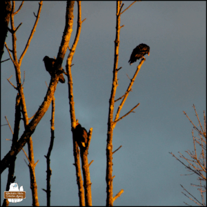 3 turkey vultures perched on bare tree branches