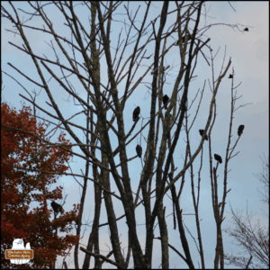 many vultures (over 9) vultures perched or heading to a bare tree