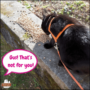 looking down at black cat Gus on top of a garden wall where he's eating dry pellets; off-camera Amber saying, "Gus! That's not for you!"