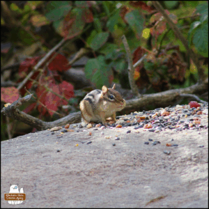 a chipmunk with full cheeks on a big rock where he sits among birdseeds and dried fruit.