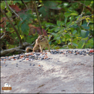 a chipmunk with full cheeks on a big rock where he sits among birdseeds and dried fruit.