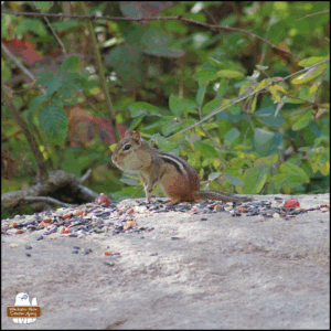 a chipmunk with one front leg raised and full cheeks on a big rock where he sits among birdseeds and dried fruit.
