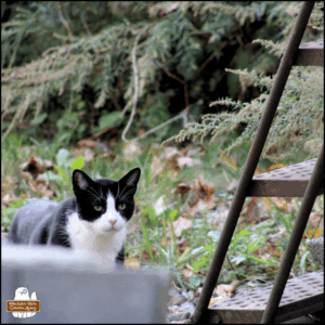 black and white tuxedo cat approaching from behind a stack of cinder blocks next to a metal staircase outside.