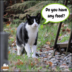 black and white tuxedo cat approaching on a gravel path maintaining eye contact (with Gus off camera) saying, "Do you have any food?"