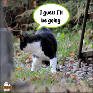 black and white tuxedo cat about to turn around and leave, saying, "I guess I'll be going."
