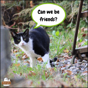black and white tuxedo cat about to turn around and leave, but pauses to make eye contact, saying, "Can we be friends?"