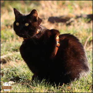 black cat Gus with his fang tips over his bottom lip, wearing his harness, sitting outside in the green and brown grass.