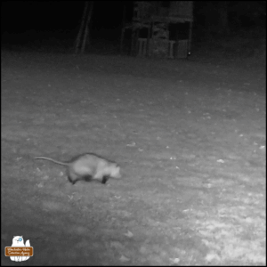 adult opossum at night caught by trailcam
