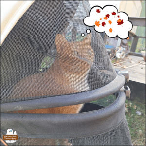 orange tabby with white tuxedo Oliver, in his carriage, looking up; a thought bubble showing autumn leaves falling.