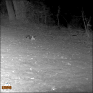 Lokai, stray cat with black and white swirly pattern caught on nighttime trailcam
