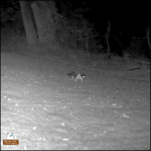Lokai, stray cat with black and white swirly pattern caught on nighttime trailcam