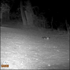 Lokai, stray cat with black and white swirly pattern caught on nighttime trailcam