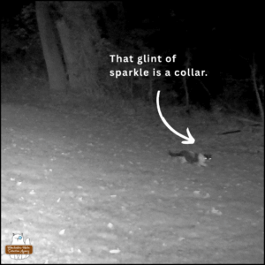 Lokai, stray cat with black and white swirly pattern caught on nighttime trailcam; arrow pointing to the cat with text, "That glint of sparkle is a collar."
