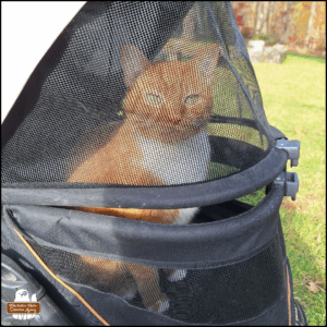 orange tabby with white tuxedo Oliver, sitting tall looking at the camera from in his buggy outside
