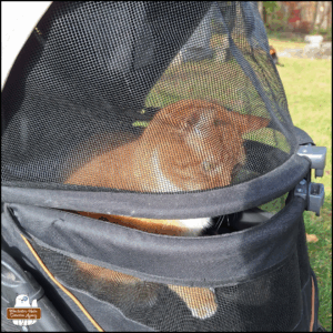 orange tabby with white tuxedo Oliver, sitting in his buggy outside with a curious look at something low and one paw raised