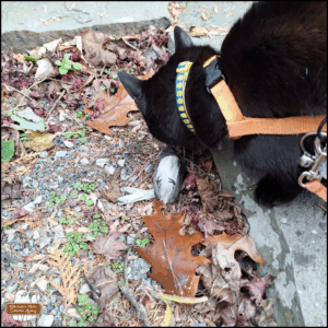 original version of black cat Gus discovering the dead dark-eyed junco among the dead autumn leaves and weeds between slate stepping stones.