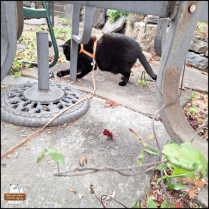 black cat Gus "examining" (playing with) the dead dark-eyed junco under a patio table on the slate stepping stones.