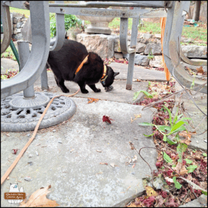 black cat Gus "examining" (playing with) the dead dark-eyed junco under a patio table on the slate stepping stones.