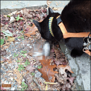 pixelated version of black cat Gus discovering the dead dark-eyed junco among the dead autumn leaves and weeds between slate stepping stones.